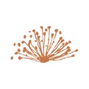 Caravel Minerals Limited